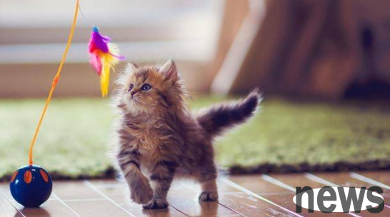 Everyone who has pets at home has seen it, and there are four things that must be done!
