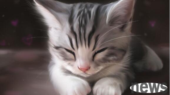 Newbie Cat Raising Guide | The Ultimate Recommendation of Senior Cat Raisers