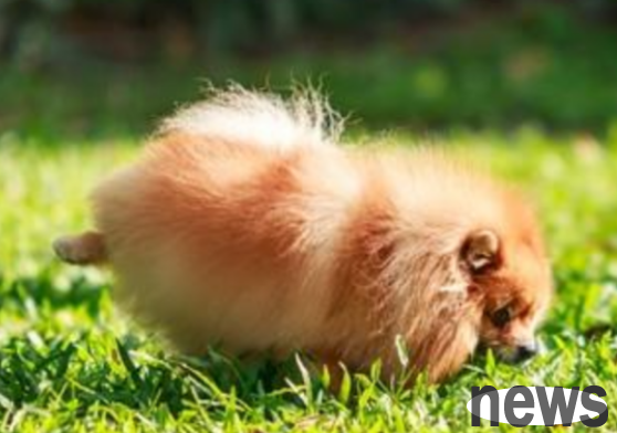 What is the situation when walking a dog and peeing a little while walking a little? Let s take a look at the pet owner