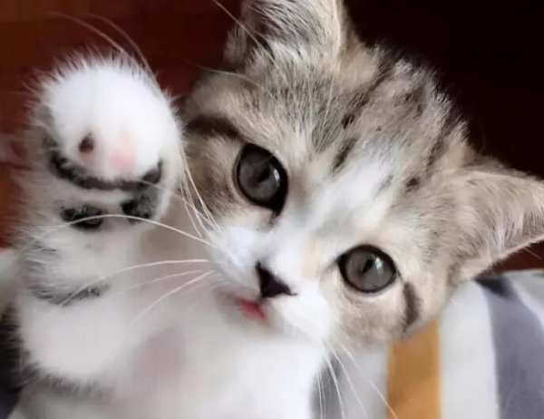 Do you know cats very well? Do you know the following 12 cold knowledge about cats?