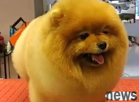 Three-month-old dogs have a lot of hair loss. Is it because they lack nutrition?