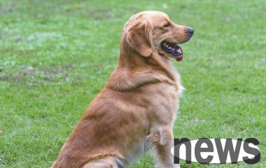 These types of dogs are very likely to cause 