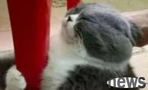Prepare hot water to help the cat take a shower. When I come to pick it up, I have no choice but to have a cat like you