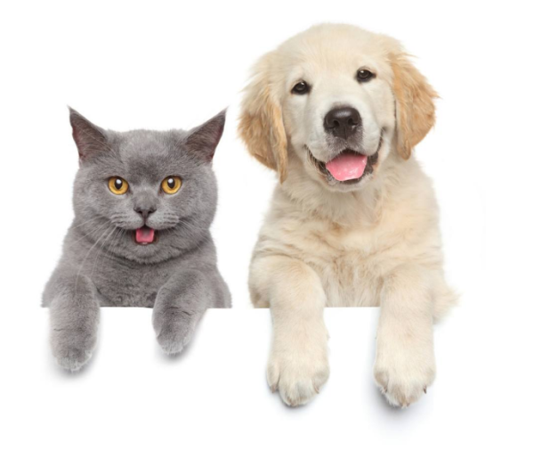 Cat and dog export procedures | May Day is coming! Several certificates must be prepared if you want to go abroad with your pet!