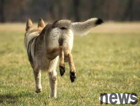 If this kind of dog s tail is wrinkled, it is likely to be 