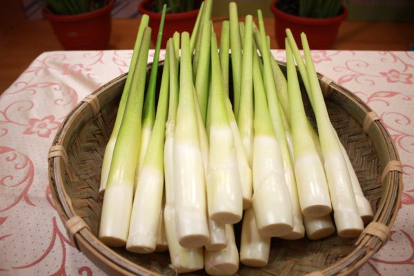During the season of eating / blood chrysanthemum is suitable for patients with three highs, but it is necessary to cook it like this when you cut it.