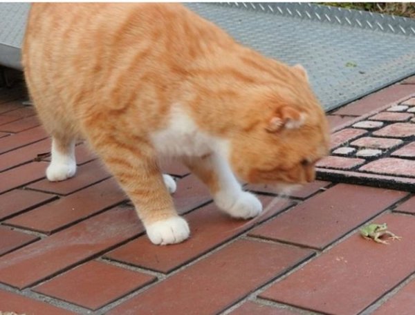 I met a little frog on the road. The cat wanted to play with it, but the frog suddenly disappeared.