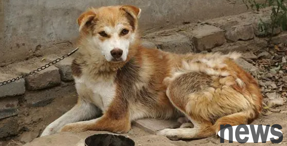 What is the difference between a pet dog and a housekeeper?
