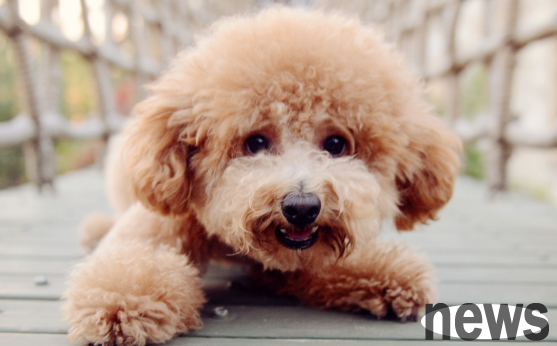 Do dogs need to squeeze out pus in wounds? How to deal with wounds?