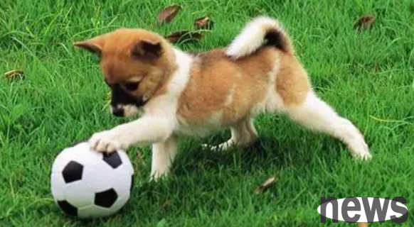 How to train dogs of different age groups?