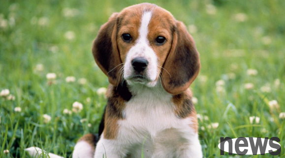 These aspects are particularly important to distinguish whether a dog is perfect.