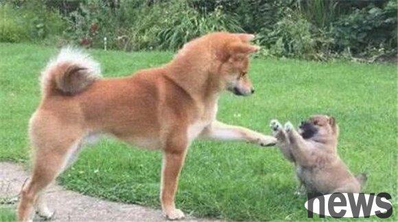 What foods do dogs get pregnant? This is how the dog eats when he is pregnant!