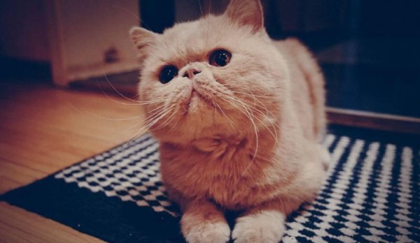 The shoveler felt it was hot and shaved Garfield. Garfield stood up and begged for mercy, and was so aggrieved that he almost cried.