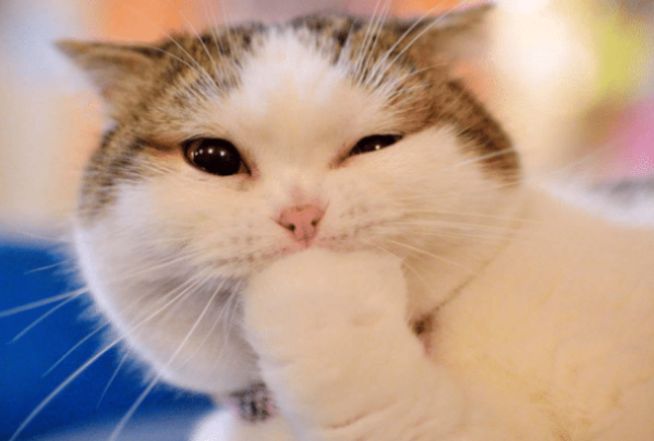 The charm of hair cream and nutrition cream must be fully experienced by cats when they are young!