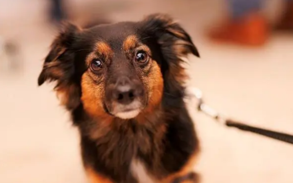 Dogs with leashes are more manic, the key reason is that the leash is wrong