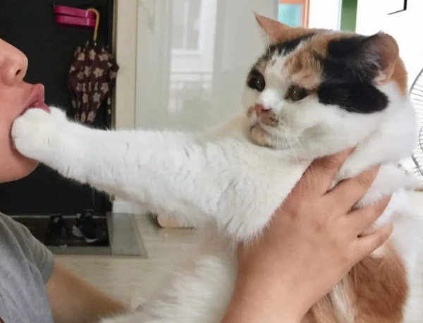 Stop envious of other cats being good-looking and clingy. You can also know this...