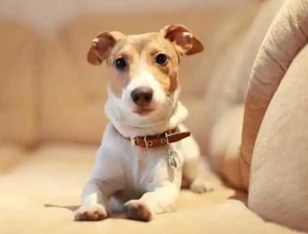 If you want your dog to live long, avoid this. The average person can live beyond fifteen years old.