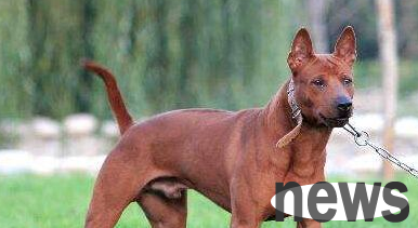 An Australian hunting dog almost died in a fire to save the kitten