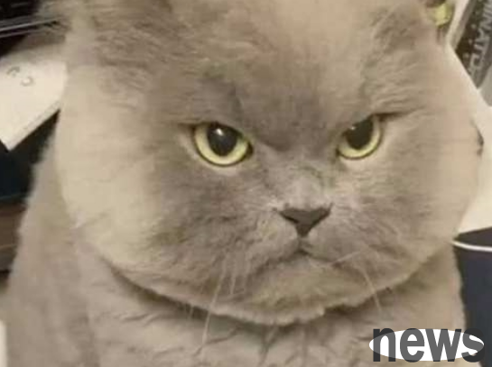 The owner was bored and went to tease the blue cat, but accidentally angered it, his face full of anger but made the person burst into bleeding