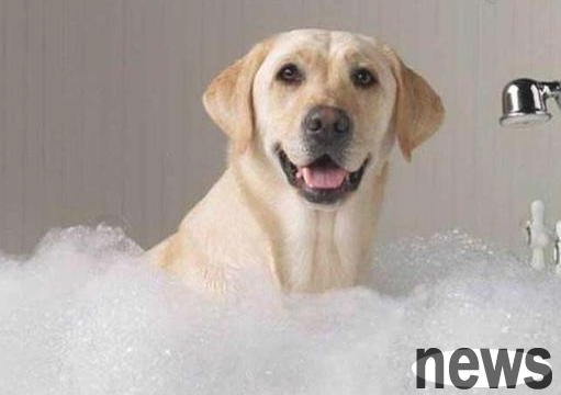 Under what circumstances can’t you bathe your dog?
