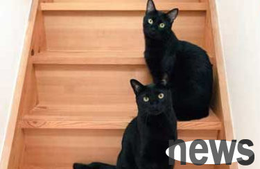 A black cat doesn t appear? Japanese black cat looks great no matter how you take a photo of it