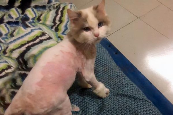 A ragdoll cat rescued in the vegetable market and gave birth to a cub two months later: The mystery of his own father cannot be solved