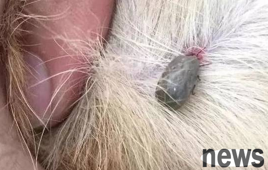 What are the symptoms of a dog bitten by a tick? Come and have a look