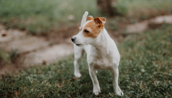 What are the benefits of combing and pruning dog hair?