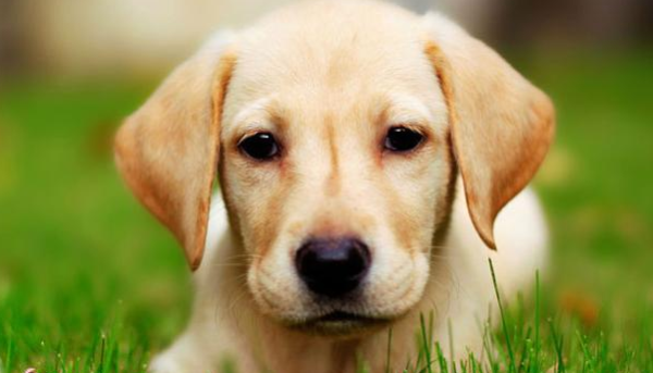 How to correctly masturbate a dog? These methods may be suitable for you