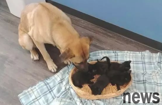 The little yellow dog wandering in the snow trembled, firmly surrounded 5 little cats, and used human body temperature to help them heat them