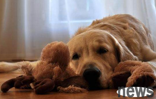 The main manifestation of dogs  extreme fear cannot be ignored!