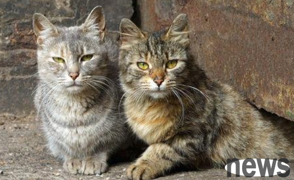 Stray cats gather together, leaving white plum blossom marks on the car hood, and the owner was cute: he was reluctant to wash the car
