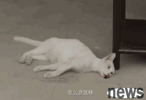 The cat in 