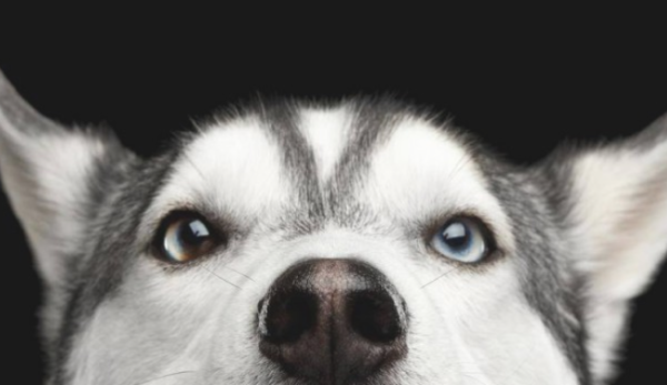 Dogs have sore legs when winter comes. What should I eat?