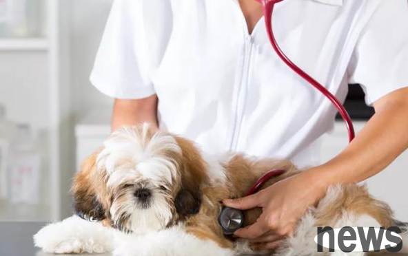 Do dogs have periods? What it looks like