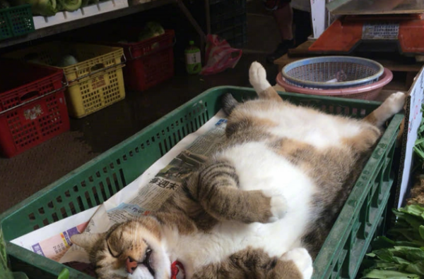 The owner of the vegetable stall brought the cat owner to see the stall. When he turned around, the cat owner slept like a pig. Netizens said, 