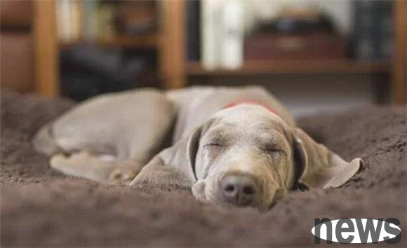 How to solve the problem if a dog always lies in the bed and goes to the toilet?