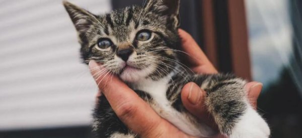 Pet internet celebrity: cats and dogs that make money for others