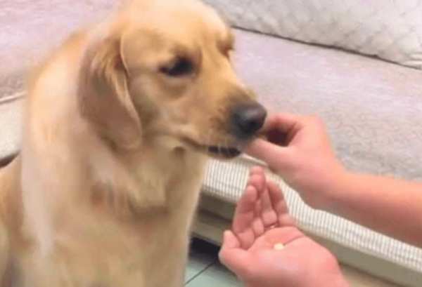 What should you pay attention to when deworming dogs? These points should be paid attention to.