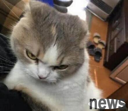 The owner was anxious to go to work and forgot to leave dried fish for the cat. He was so amused and crying when he got home!