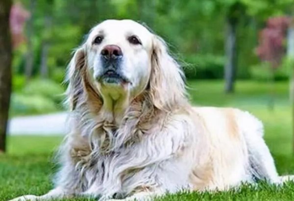 Dogs enter old age and remember these 