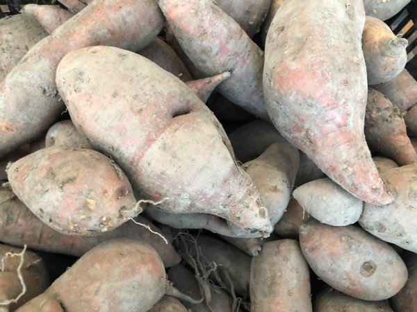 Talk about the wandering and learning of sweet potatoes