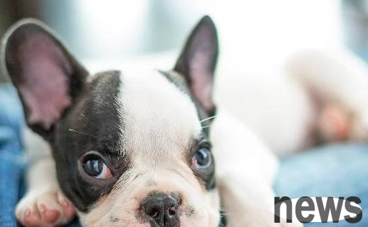 There is no need to be too inflated to the intelligence of dogs. They look smart but are actually very stupid!