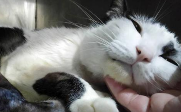 Cats are not as caring about their owners as dogs? This cat who has been guarding the owner s door for two years will tell you the answer