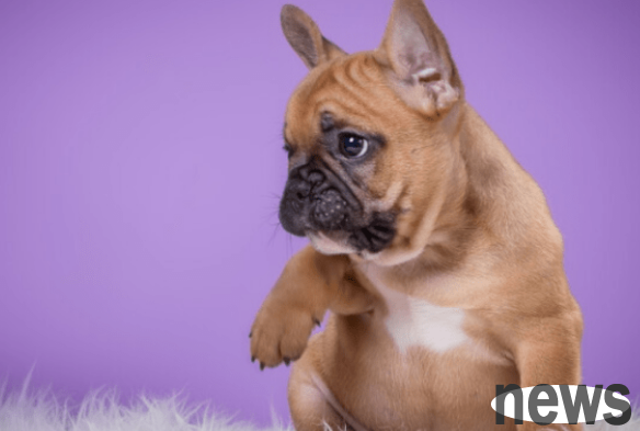What is the problem of a dog s lame feet? The dog s feet are inexplicably lame