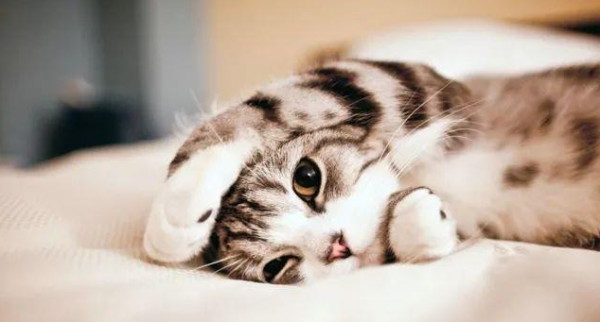 Don t sell cats in Xianyu