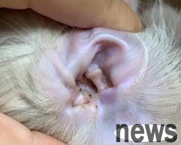 A few tips for quick relieving itching for dog ear mites to teach you how to easily solve dog ear mites