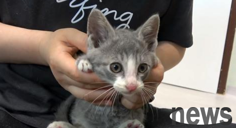The stray kitten used his body to hit the door for stuttering. The cat: Please, open the door.