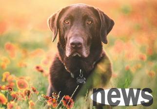 Dogs pull black shit but have good spirits? Read this article