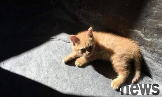 The little orange cat was just basking in the sun, but it took a ride to work for one day, and since then, the cat reversal!